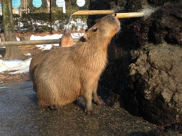 kapybary v zoo