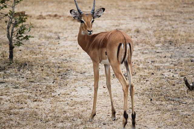 gazela v Safari